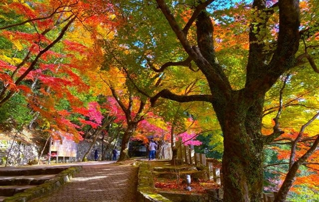 秋の自然を満喫しよう｜関西郊外(兵庫・奈良・滋賀・和歌山)紅葉おすすめスポット７選